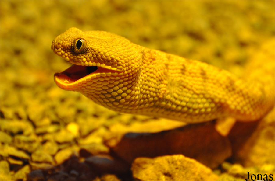 Echis coloratus