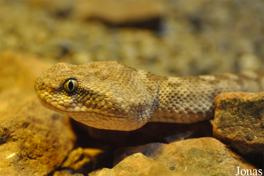 Echis coloratus