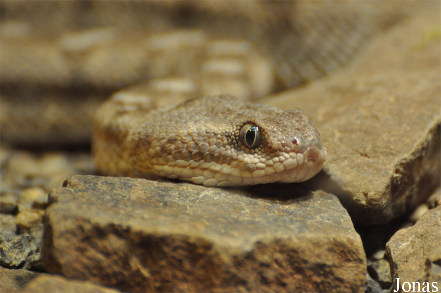 Echis coloratus