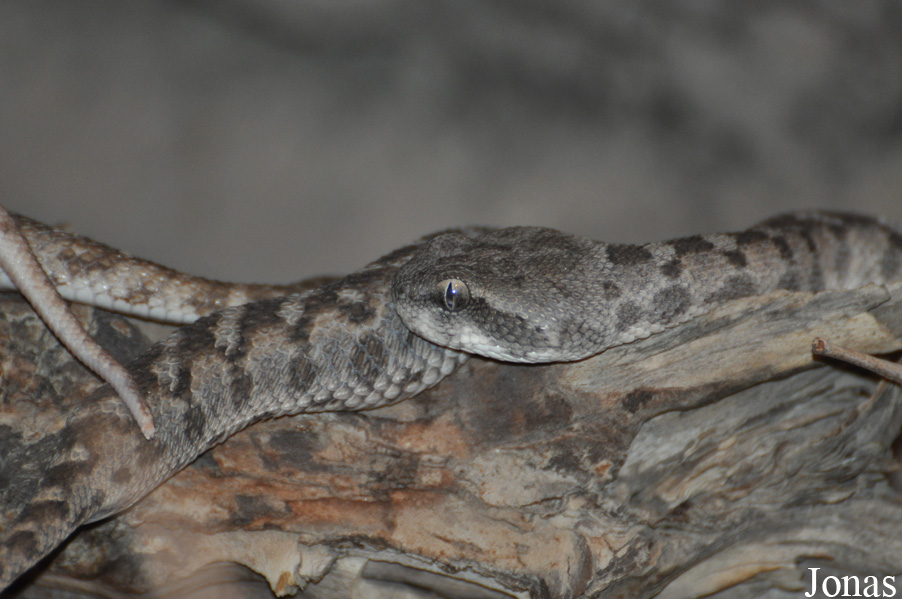 Echis coloratus