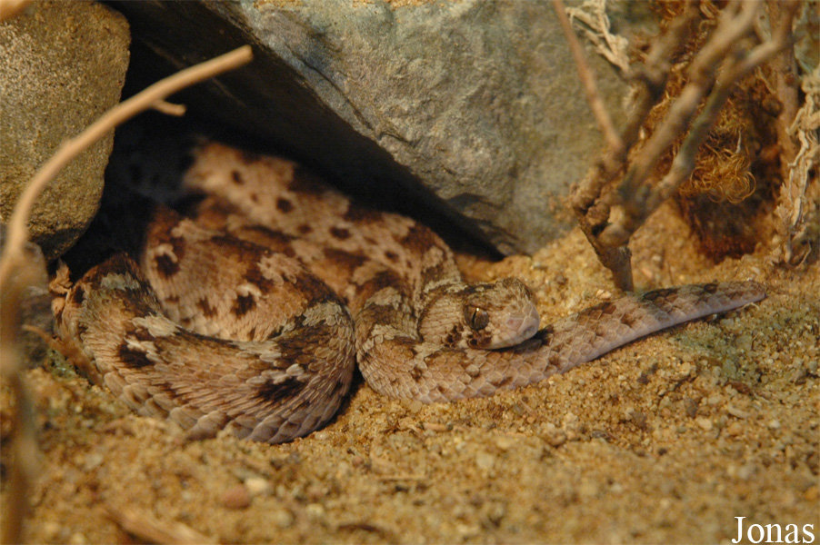 Echis ocellatus