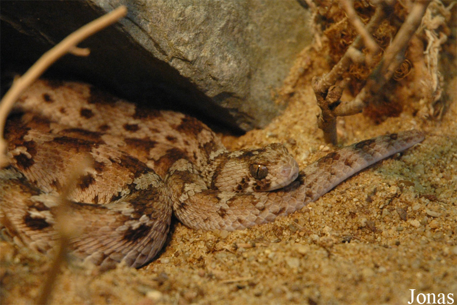 Echis ocellatus