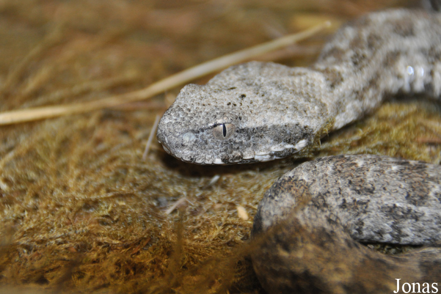 Macrovipera schweizeri