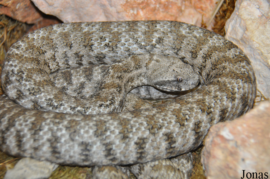 Macrovipera schweizeri