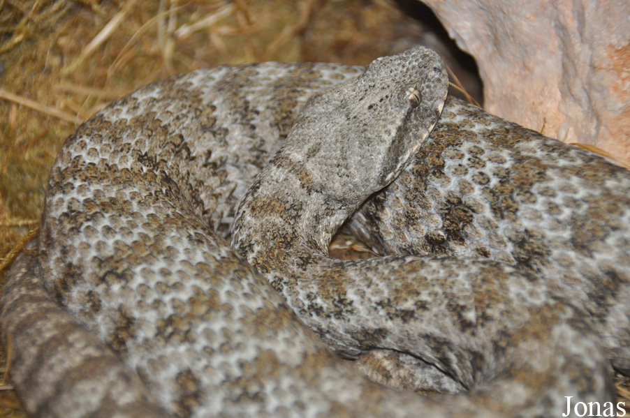 Macrovipera schweizeri