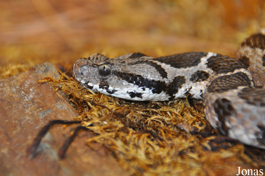 Montivipera wagneri