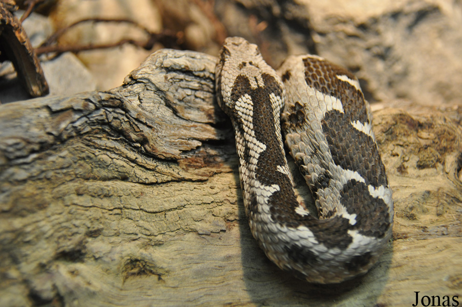Montivipera xanthina