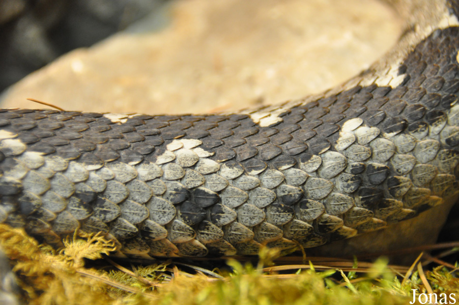 Montivipera xanthina
