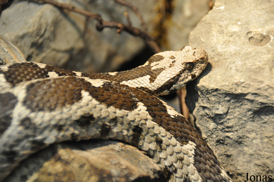 Montivipera xanthina