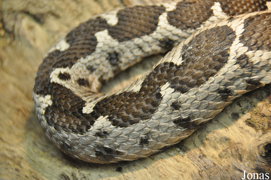 Montivipera xanthina