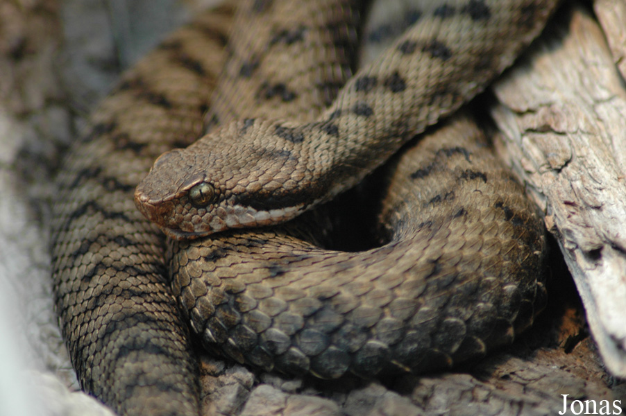 Vipera aspis