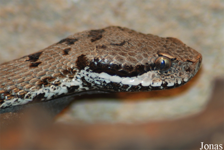 Vipera aspis