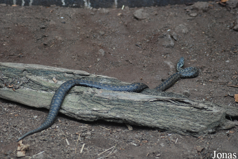 Vipera berus