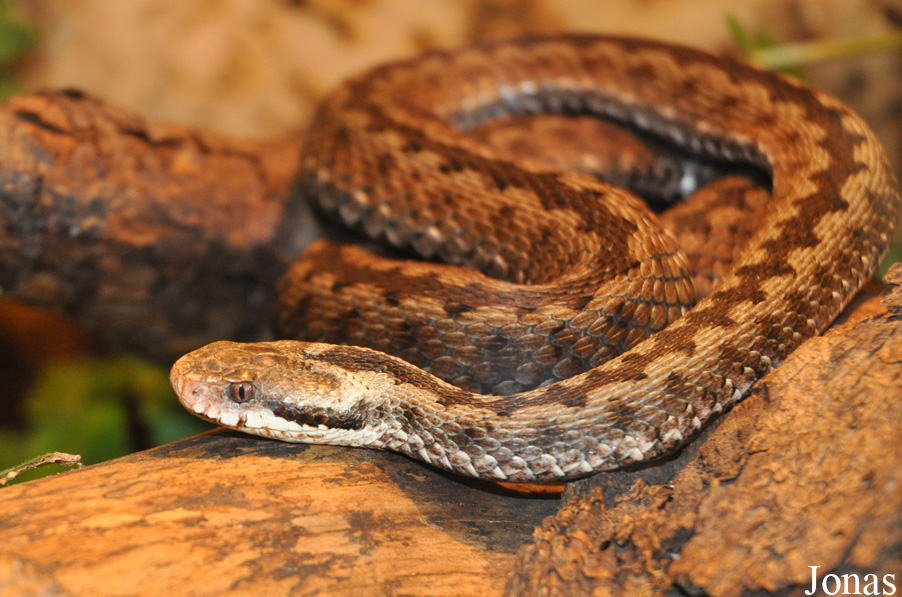Vipera berus