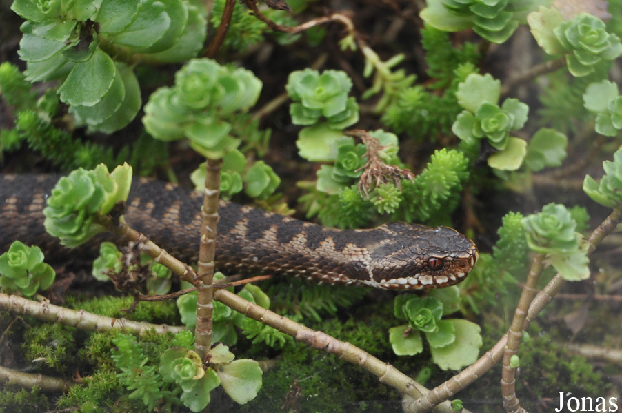 Vipera berus