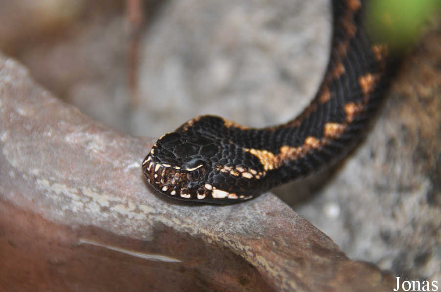 Vipera dinniki