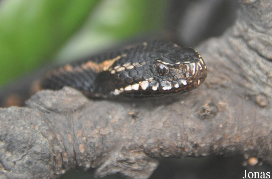Vipera dinniki