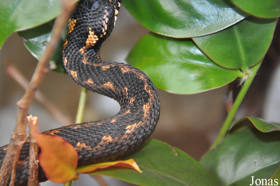 Vipera dinniki