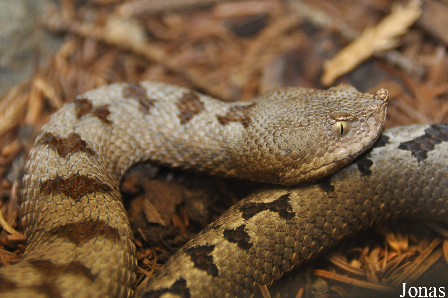 Vipera transcaucasiana