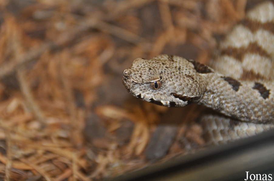 Vipera transcaucasiana