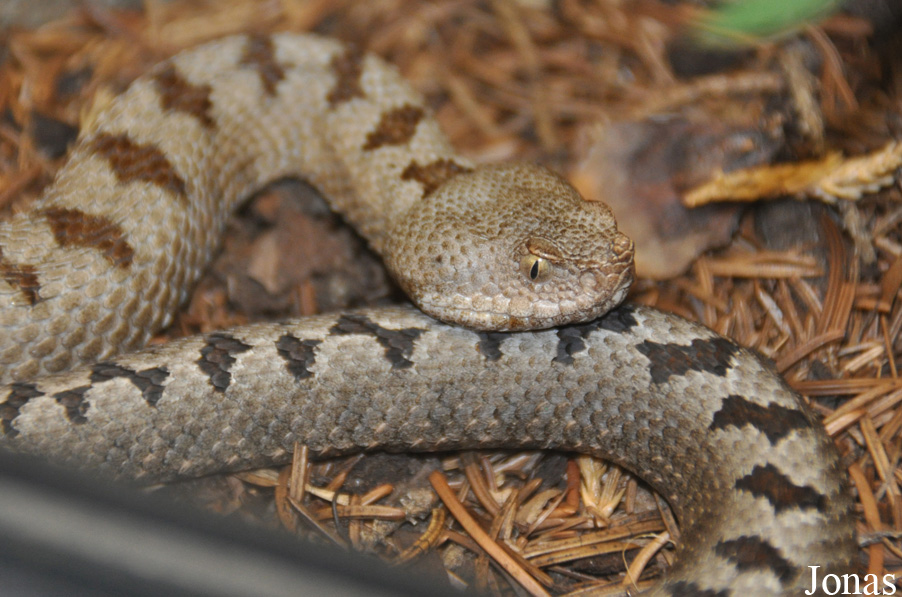 Vipera transcaucasiana