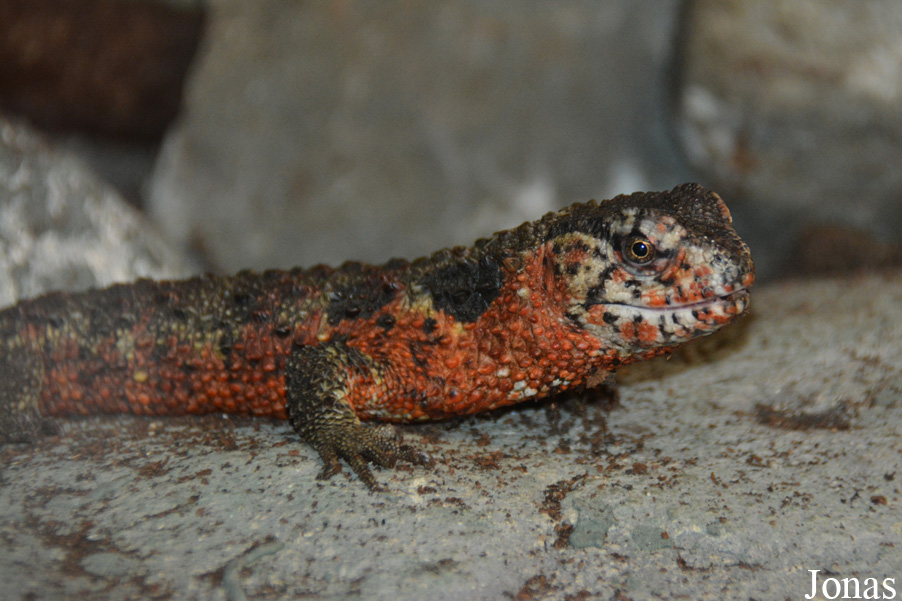 Shinisaurus crocodilurus