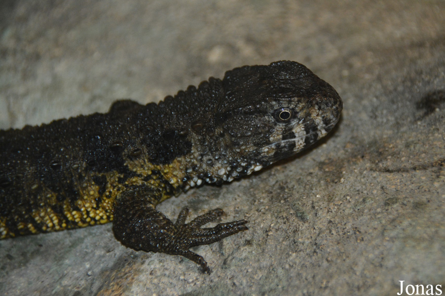 Shinisaurus crocodilurus