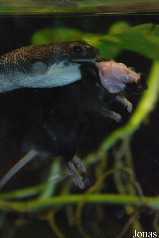 Chelodina longicollis