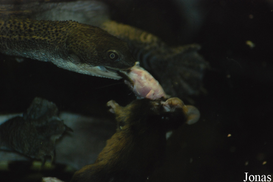 Chelodina longicollis