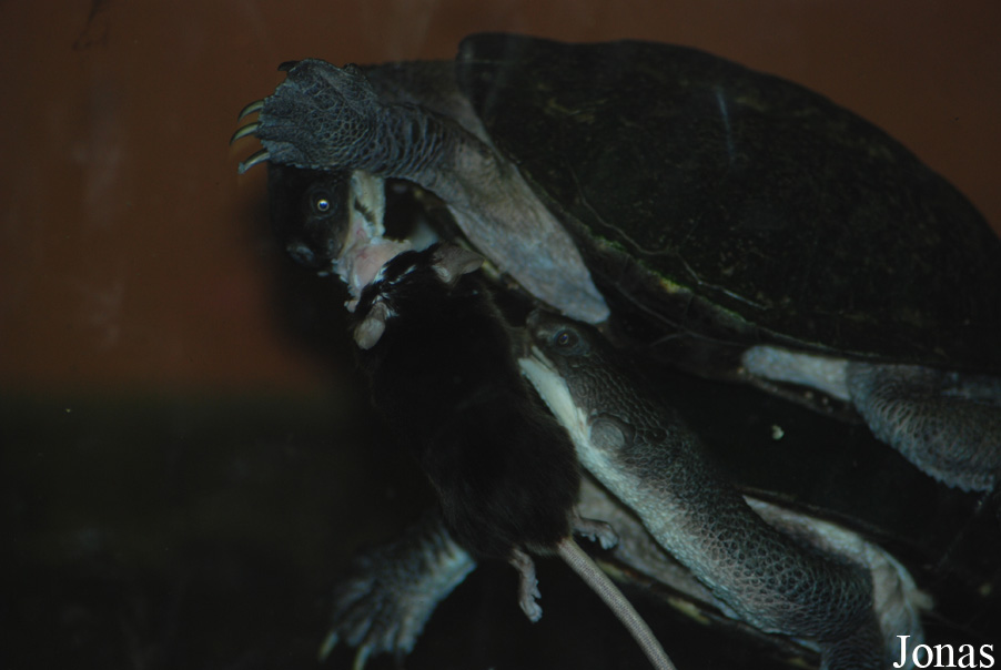 Chelodina longicollis