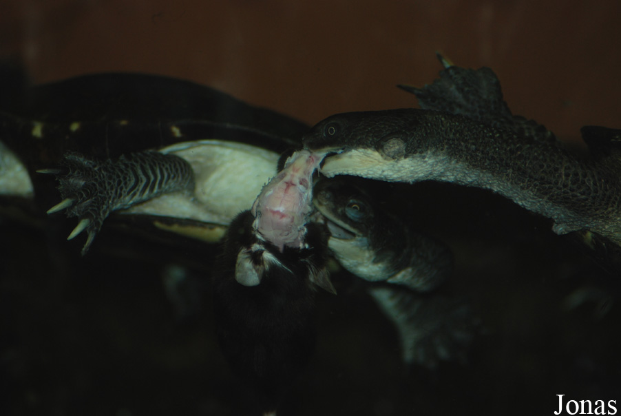Chelodina longicollis