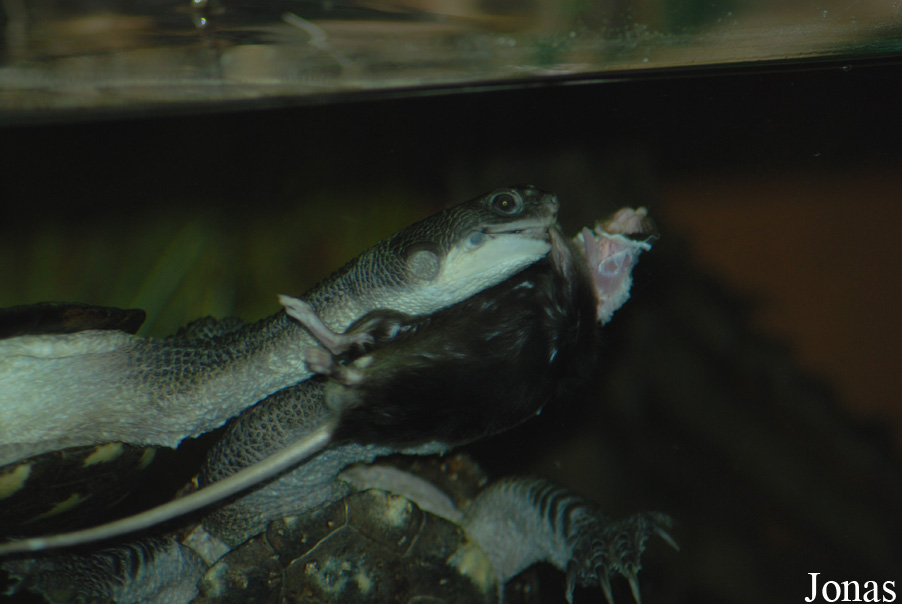 Chelodina longicollis