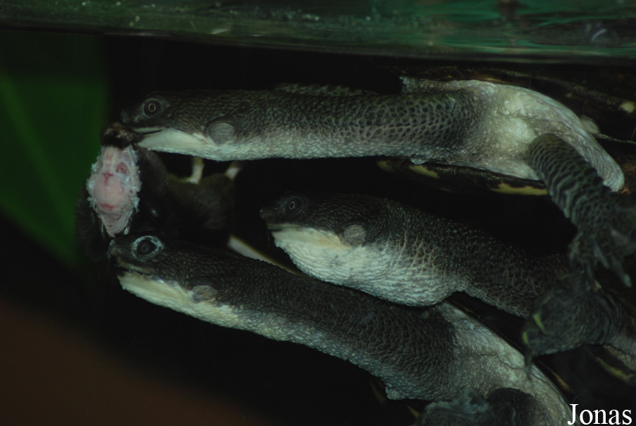 Chelodina longicollis