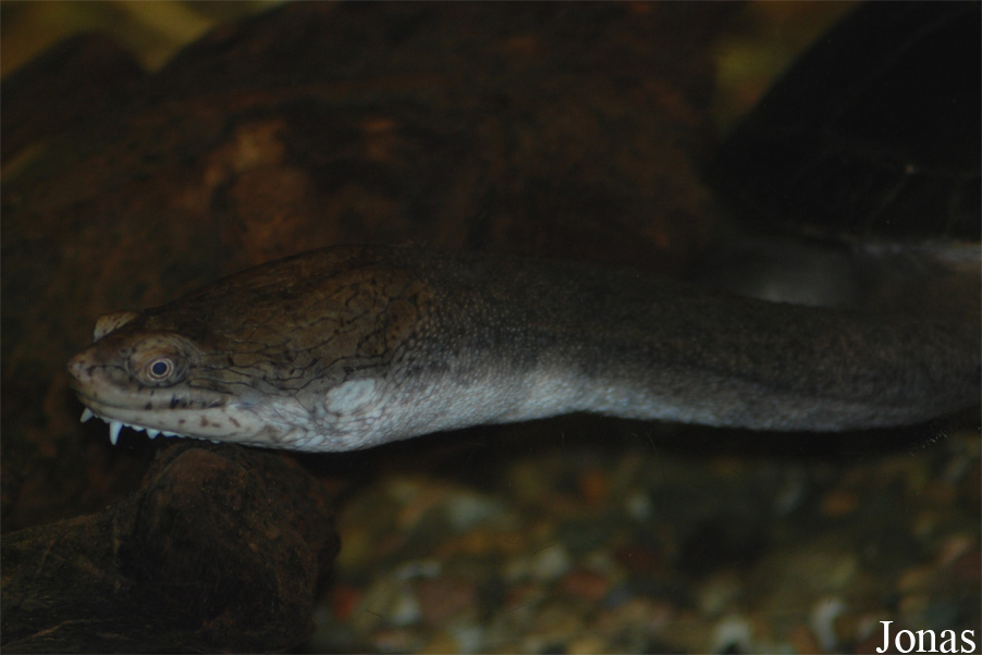 Chelodina siebenrocki