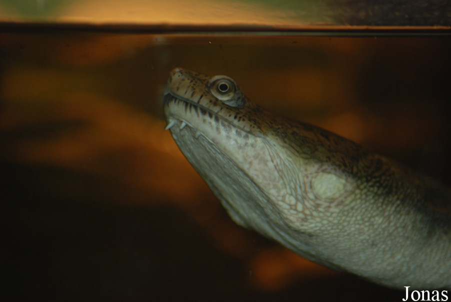 Chelodina siebenrocki