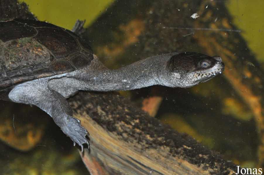 Chelodina siebenrocki