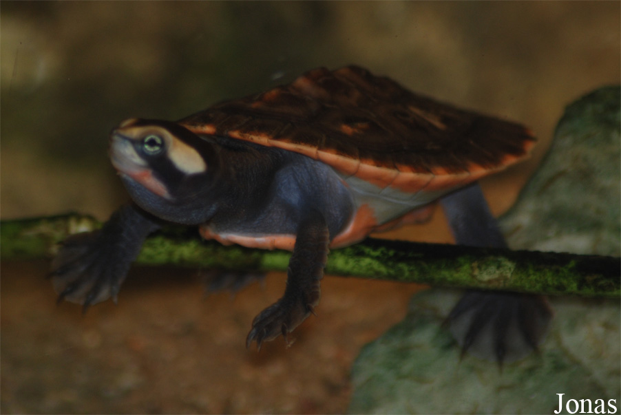 Emydura subglobosa