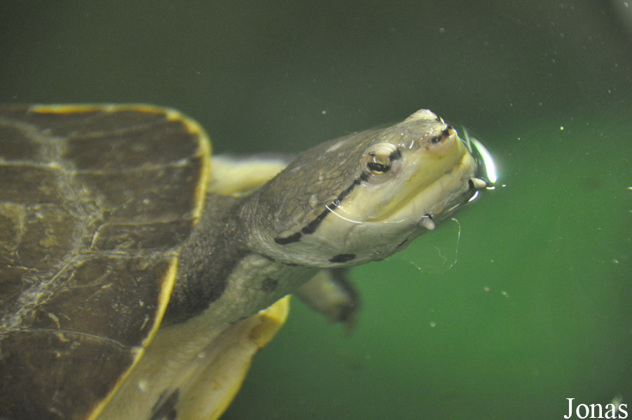 Phrynops hilarii