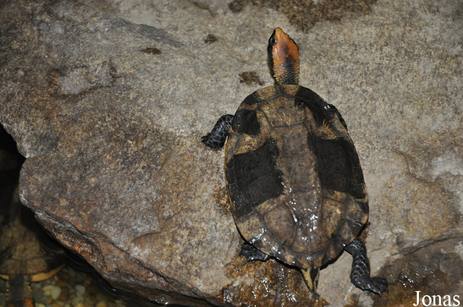 Platemys platycephala