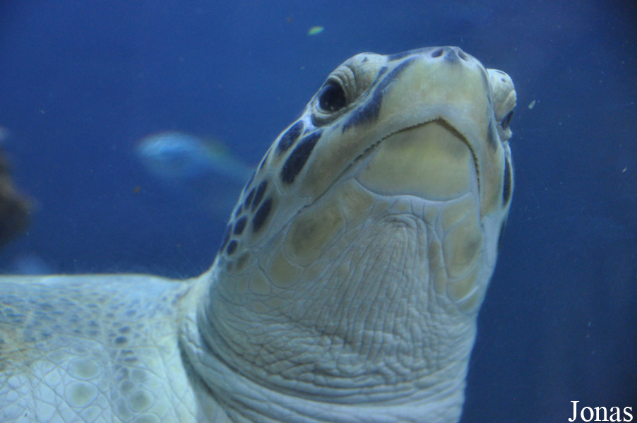 Chelonia mydas