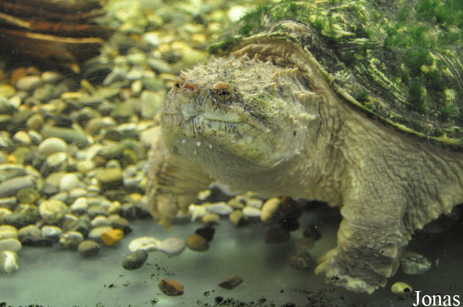 Chelydra serpentina