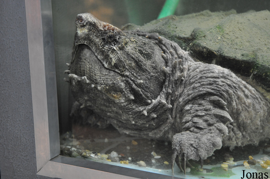 Macrochelys temminckii