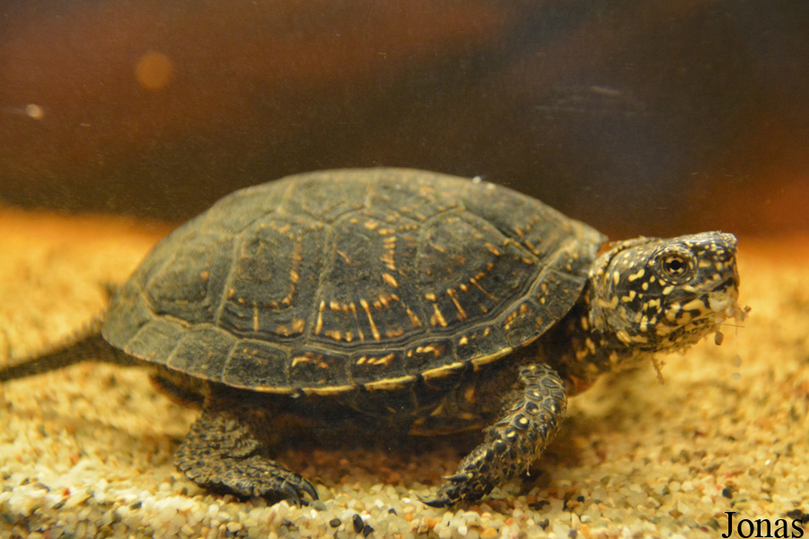Emys orbicularis