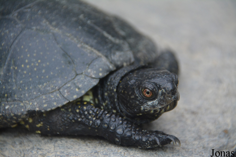 Emys orbicularis
