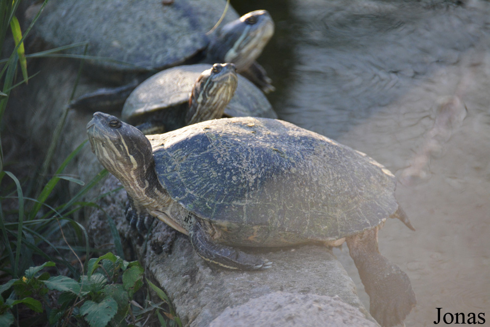 Trachemys decussata
