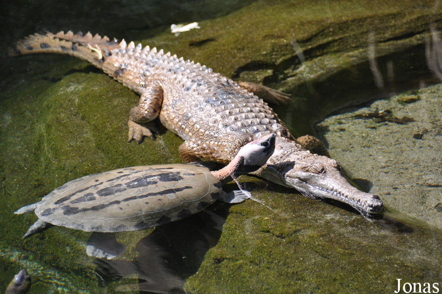 Batagur borneoensis