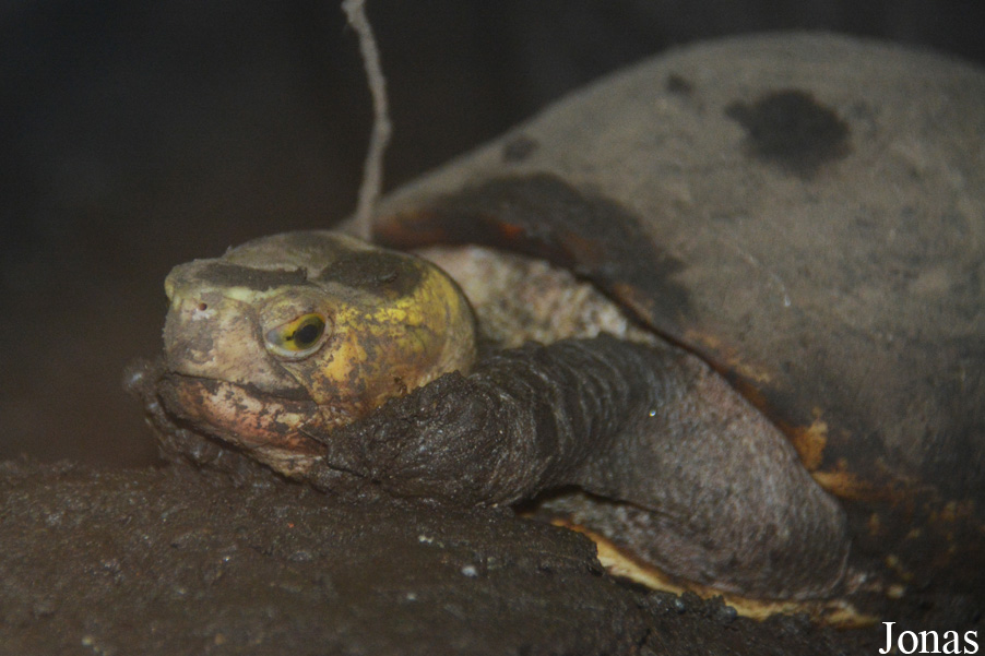 Cuora flavomarginata