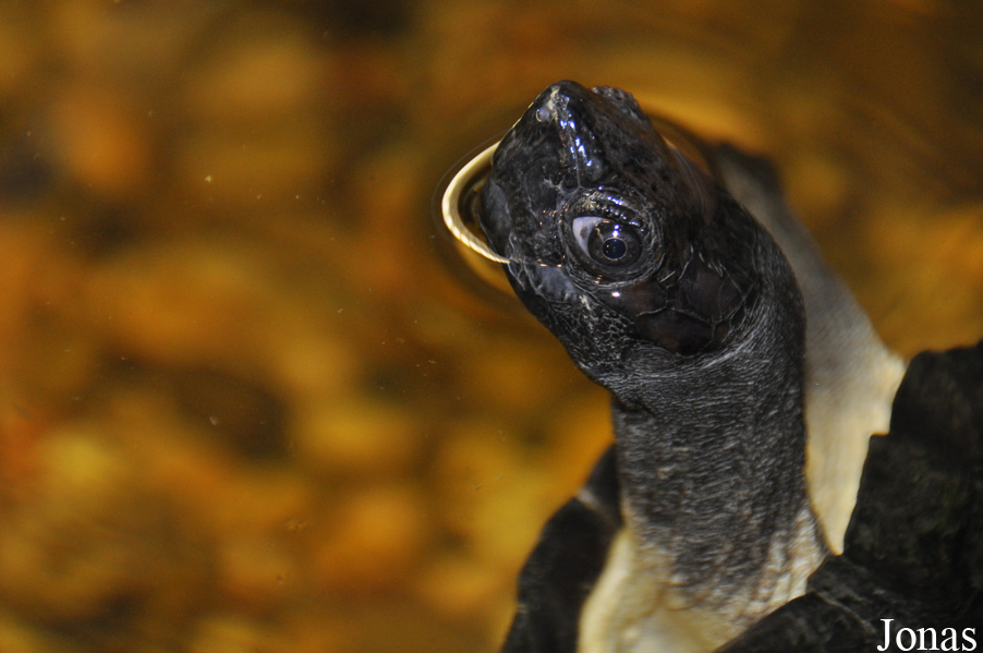 Cyclemys tcheponensis