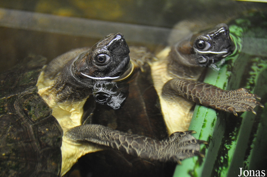 Cyclemys tcheponensis