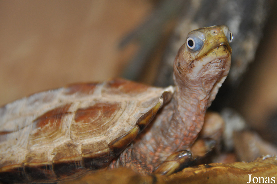 Geoemyda spengleri